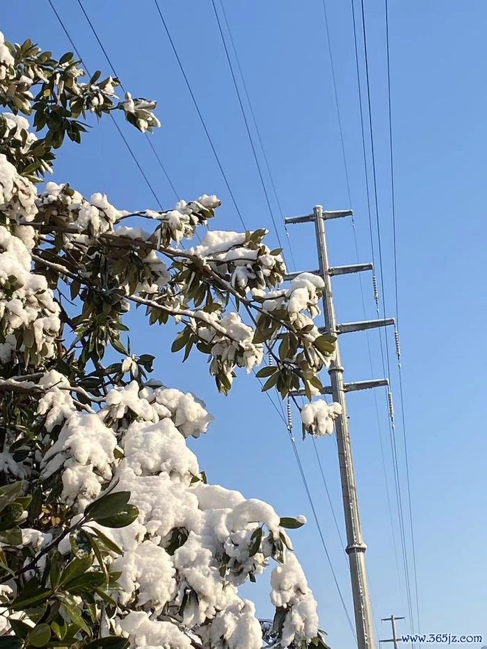 1月25日，太空转晴，未栀拍的树上的积雪。